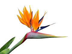Bird of Paradise Flower